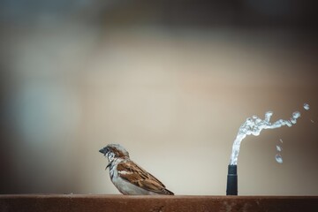 male sparrow taking a bath - obrazy, fototapety, plakaty