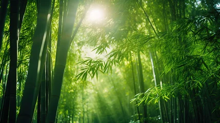 Deurstickers bamboo forest in the morning. © Shades3d