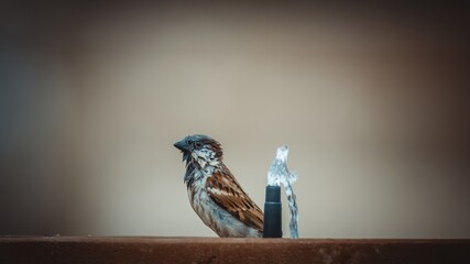 male sparrow taking a bath