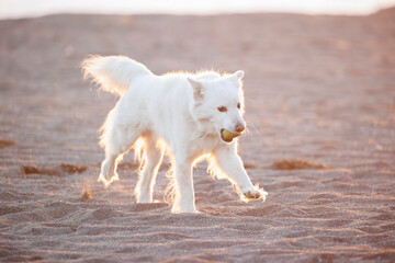 海岸を散歩する白い犬