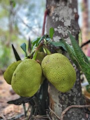   Jackfruit, Asian fruit