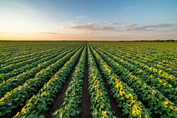 Beautiful rural landscape of a vast soybean field at sunset - obrazy, fototapety, plakaty