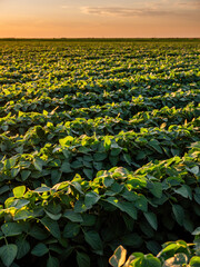 Warm sunlight bathes a vast soybean plantation at sunset, highlighting green leaves