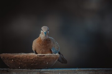 laughing dove sitting and eating seeds with blurred background