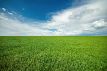 Fototapeta premium Wide-angle view of a lush oilseed rape field, illustrating agricultural scenery under a dramatic sky