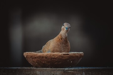 laughing dove sitting and eating seeds with blurred background
