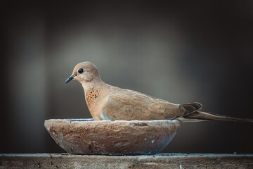 laughing dove sitting and eating seeds with blurred background