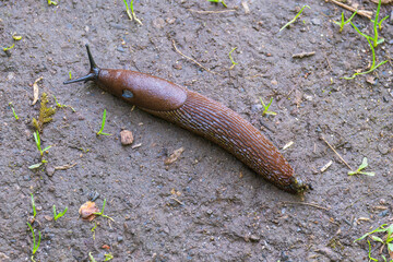 Spanish slug crawling on the ground in a garden - 782839264