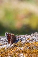 Mourning cloak butterfly sitting on a tree log