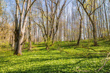 Beautiful spring day with budding trees in a forest och green ramsons leaves - obrazy, fototapety, plakaty
