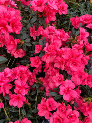 Azalea Rhododendron simsii, pianta ornamentale da interno con fiori rosa originaria dalla Cina.