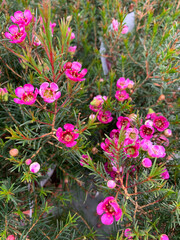 Chamelaucium uncinatum, pianta da giardino sempreverde originaria dell'Australia Occidentale appartenente alla famiglia delle Myrtaceae.