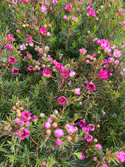 Chamelaucium uncinatum, pianta da giardino sempreverde originaria dell'Australia Occidentale appartenente alla famiglia delle Myrtaceae. - 782839678