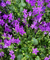 Bellissima fiore Campanula murales all'aperto. Fiori viola. Pianta decorativa. - 782839813