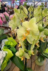 Bellissime orchidee gialle in un vivaio. Pianta perenna decorativa. - 782839863