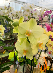 Bellissime orchidee gialle in un vivaio. Pianta perenna decorativa.