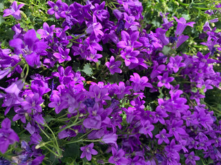 Bellissima fiore Campanula murales all'aperto. Fiori viola. Pianta decorativa. - 782839874