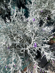 Seta australiana, pianta ornamentale sempreverde originaria dell'Australia occidentale in un vivaio. Eremophila nivea.