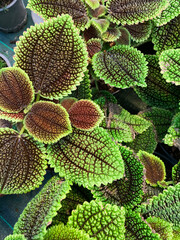 Pilea involucrata chiamata pianta dell'amicizia. Pianta decorativa rampicante originaria dell'America centrale e meridionale.