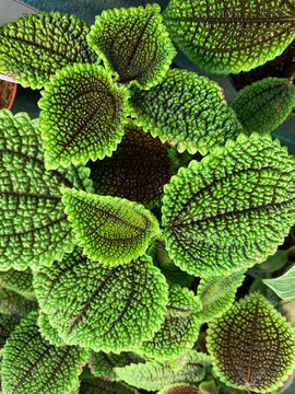 Pilea involucrata chiamata pianta dell'amicizia. Pianta decorativa rampicante originaria dell'America centrale e meridionale.