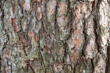 Rough textured backgrounds. bark, rock, soil, nature, stone