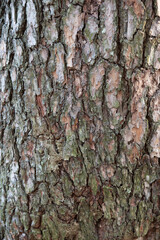Rough textured backgrounds. bark, rock, soil, nature, stone