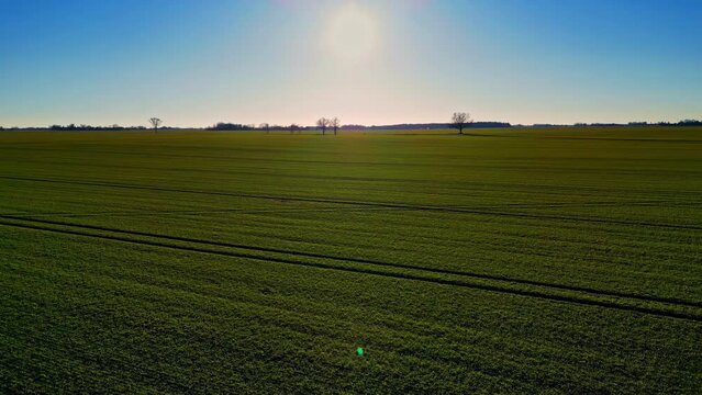 Aerial dolly forward fly over agricultural field, sunshine yields beetroot to grow 