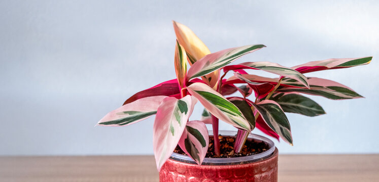 Variegated stromanta tricolor in red ceramic pot on table on light blue background. Indoor plants in pots, green home decor, care and cultivation. Selective foces. Copy space