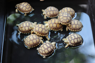 Baby African Spurred Tortoise Drink Water,cute animal