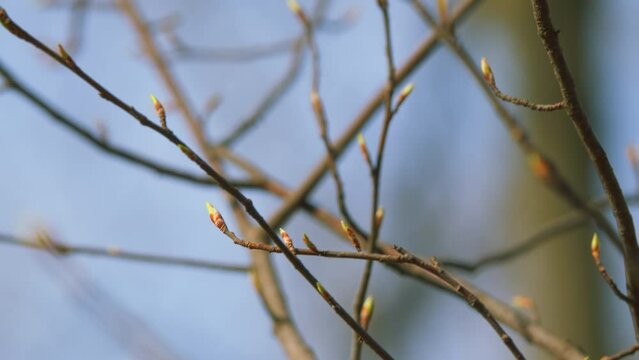 Beginning Of Spring. Shoots Buds On Tree Branches. Buds Bloom Into Small Green Leaves. Close Up.