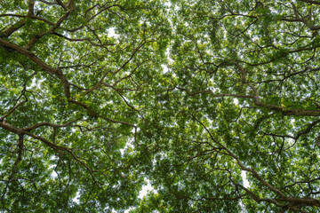 Beautiful Branches Against Blue Sky, Thailand.