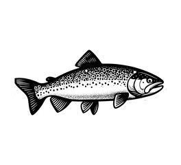 Pacific Trout hand drawn vect...