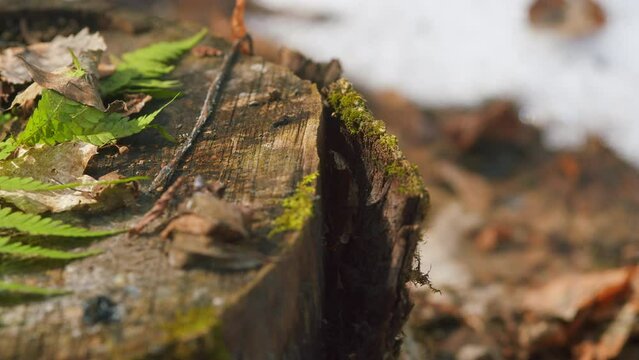 Green Moss Growing On Old Rotten Stump. Woods With Leaves Covering Forest Floor. Gimbal Shot.