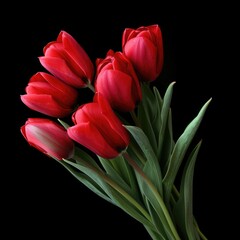 Obraz na płótnie Canvas Fresh cut of beautiful red tulip flower bunch in dark background.