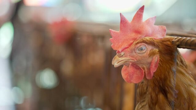 Portrait of a hen or chicken in a farm cage, animal welfare, biosecurity