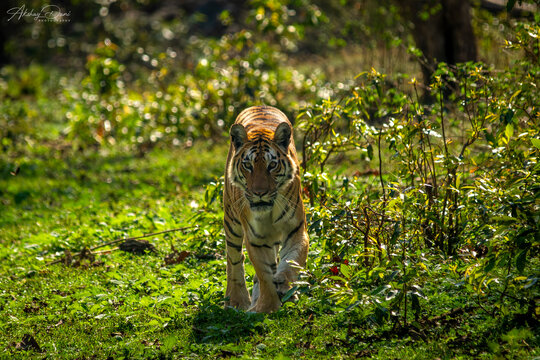 The old queen of Pench, known as Langdi Tigress (T20), strolls through the grasslands in the Turia gate.

Shot using Canon Gears: Canon 7D Mark II and Canon EF 70-200mm f/2.8 IS II USM lens.