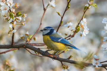 Eurasian blue tit sits on a thin branch with white flowers perpendicular to the camera lens on a sunny spring evening. Close-up portrait of Eurasian blue tit with between white flowers.