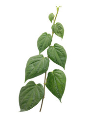Green betel leaves and branches isolated on transparent background.