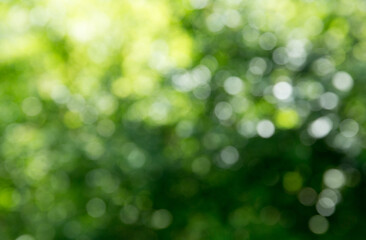 Green bokeh background and sunlight - 782854022