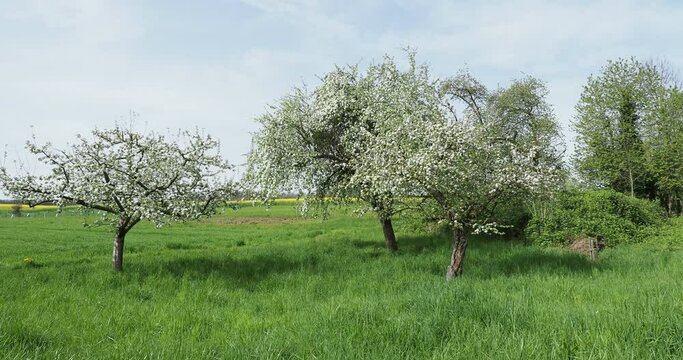 Wild apple trees (Malus sylvestris) in full bloom as hedge in an agricultural field
