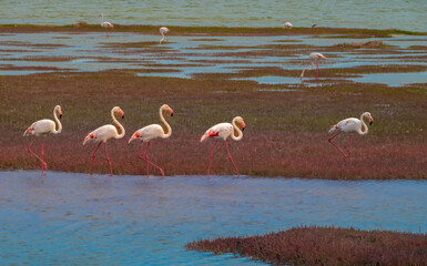 Flamingos feeding on the waters of Walvis Bay lagoon, Namibia