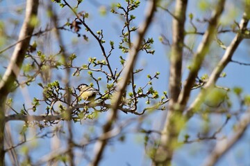 yellow bird resting on a branch of a tree in springtime