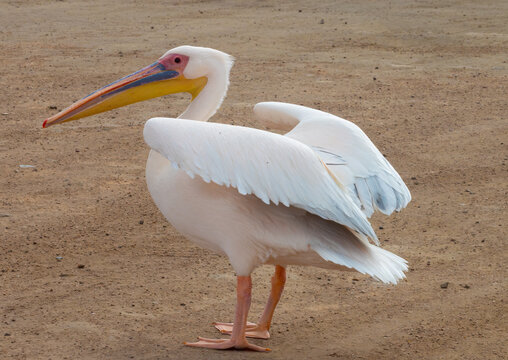 Great white pelican (Pelecanus onocrotalus) taking off from a  beach in Walvis Bay, Namibia