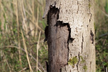 detail of a broken bark of a tree