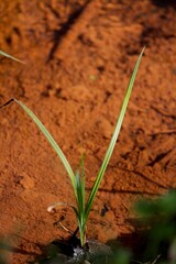 young shoots protrude from a spring flowering tree
