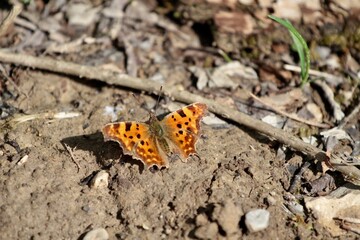 colorful butterfly resting on the ground