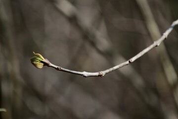 young shoots protrude from a spring flowering tree