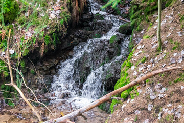 a stream flowing through a spruce forest