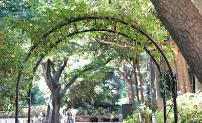 Gate entrance park with tangled arch of green leaves on a sunny day