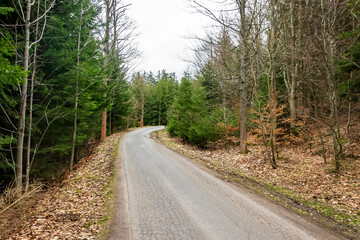 road through the spruce forest